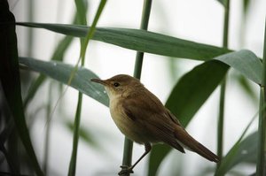 Teichrohrsänger (Acrocephalus scirpaceus) 