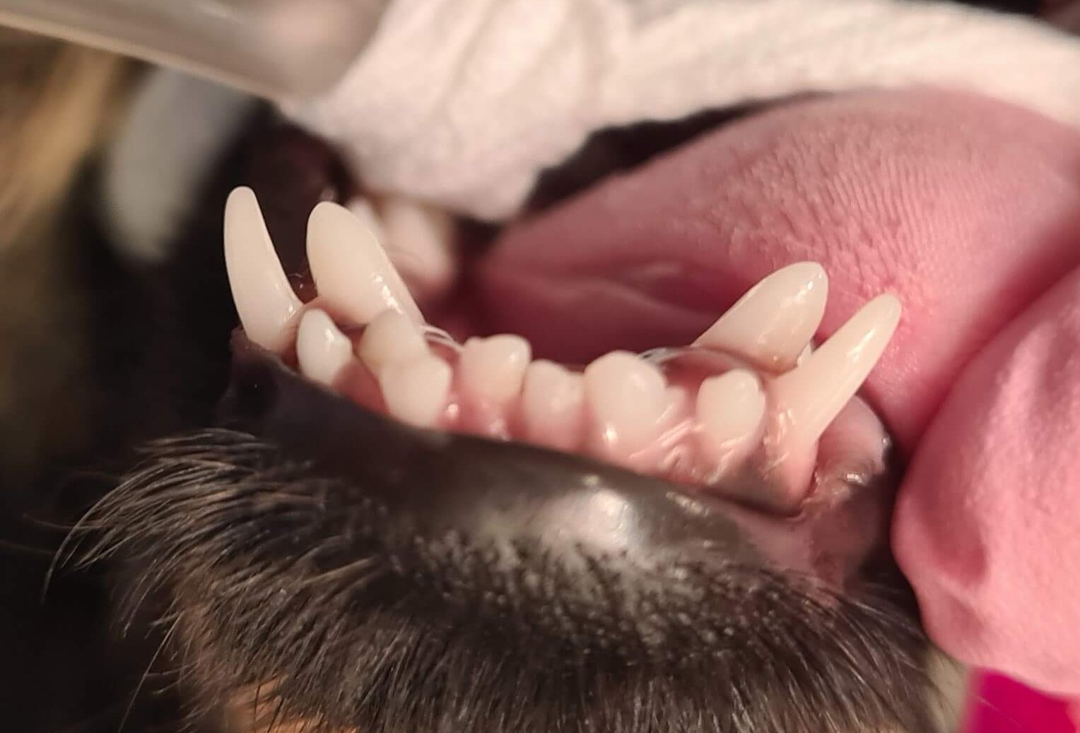 Fehlstellungen: Persistierende (bestehende) Milchzähne im Unterkiefer können die bleibenden Fangzähne daran hindern, sich in ihre korrekte Position zu neigen. Foto: Judith Dörner/Vetmeduni