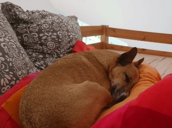 Hund im Körbchen/Dog in a basket - Photo Giulia Cimarelli