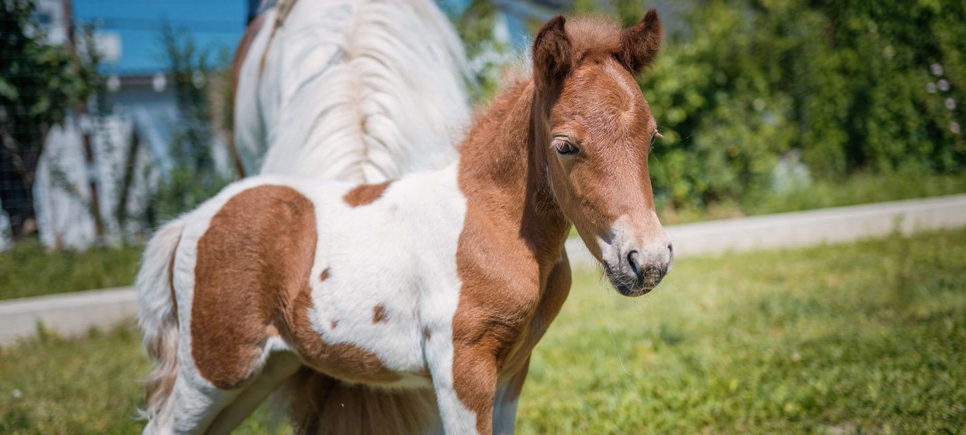 Ponyfohlen mit Mutter auf einer Wiese