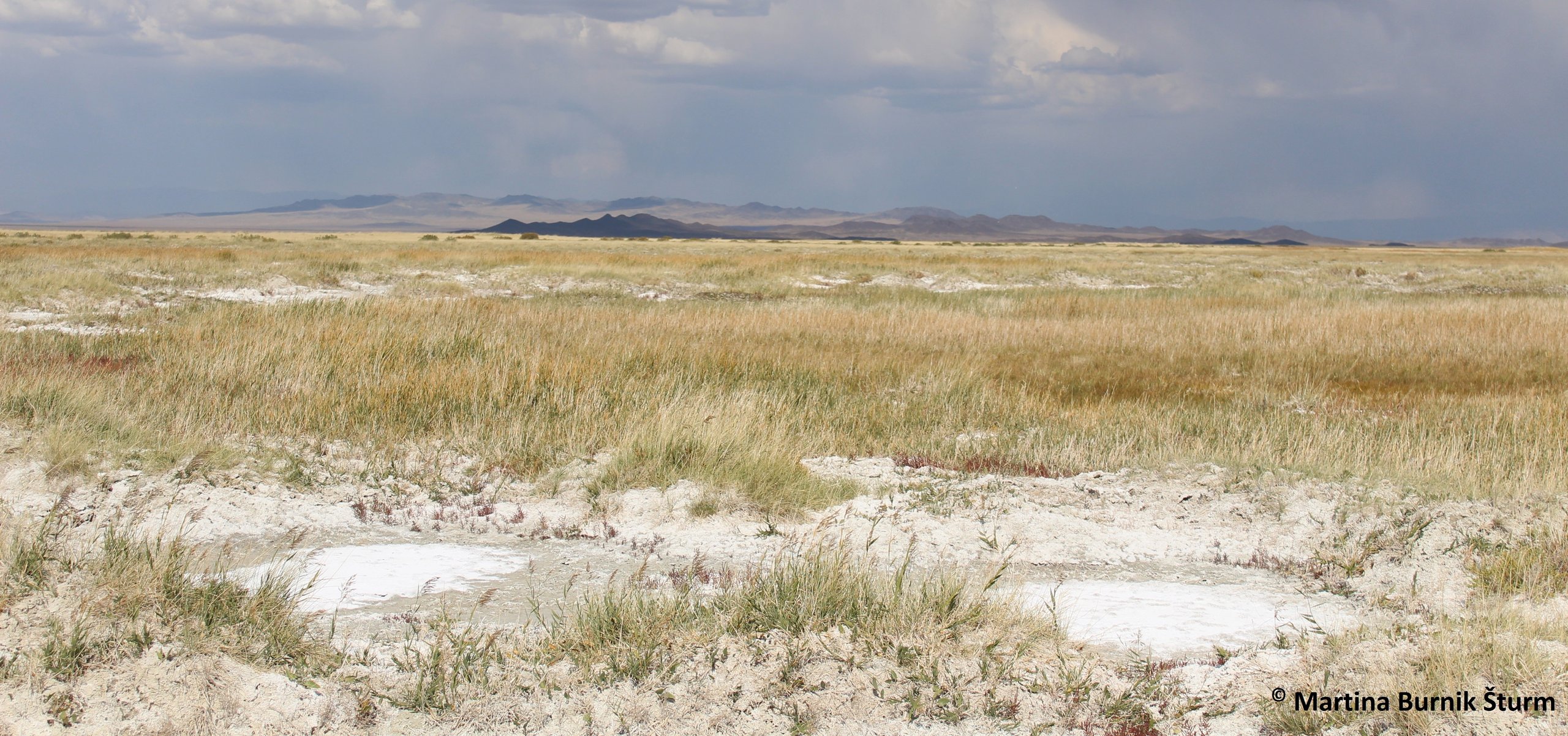 Photo of saline soils