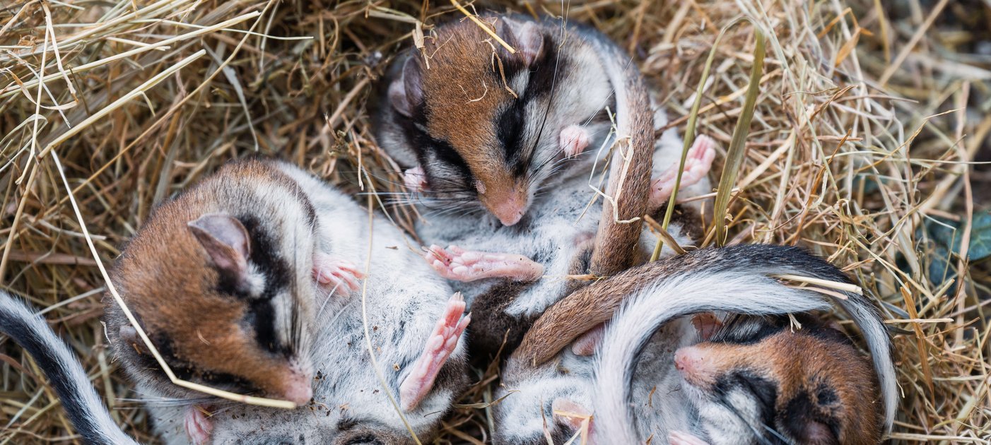 Foto: Thomas Suchanek/Vetmeduni