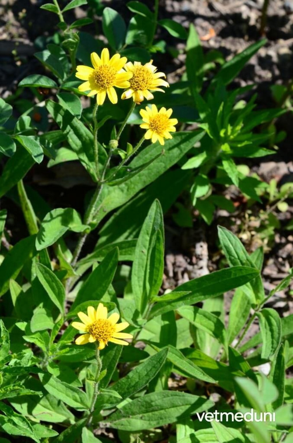 Arnica chamissonis