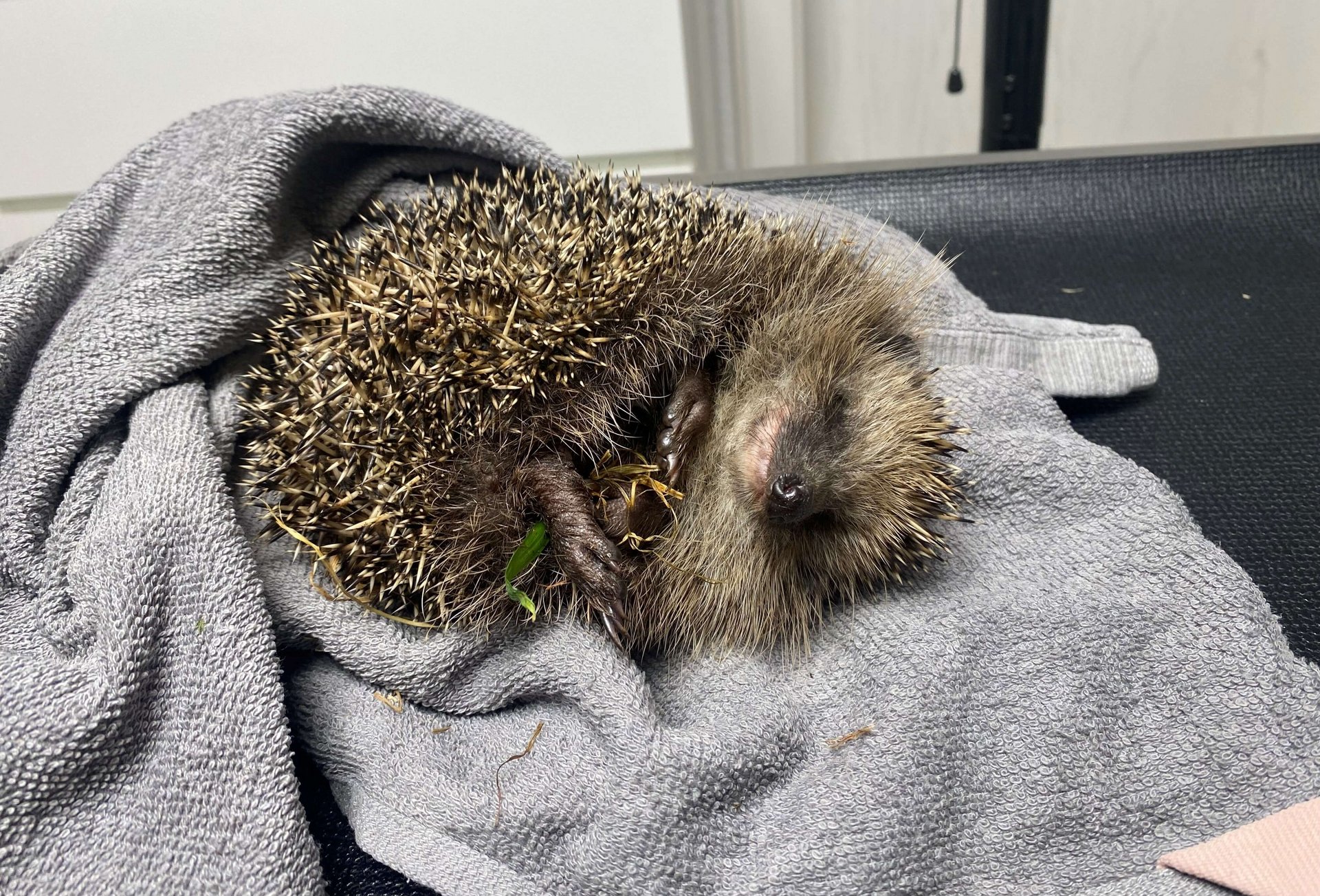 Igel am Behandlungstisch