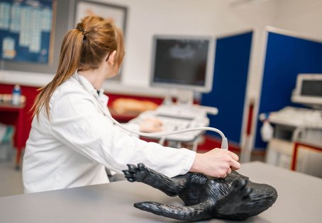 Üben am Ultraschall