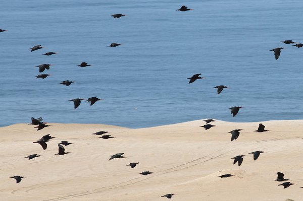 Waldrappe im Flug/bald ibises in flight - Foto Christian Pirkl