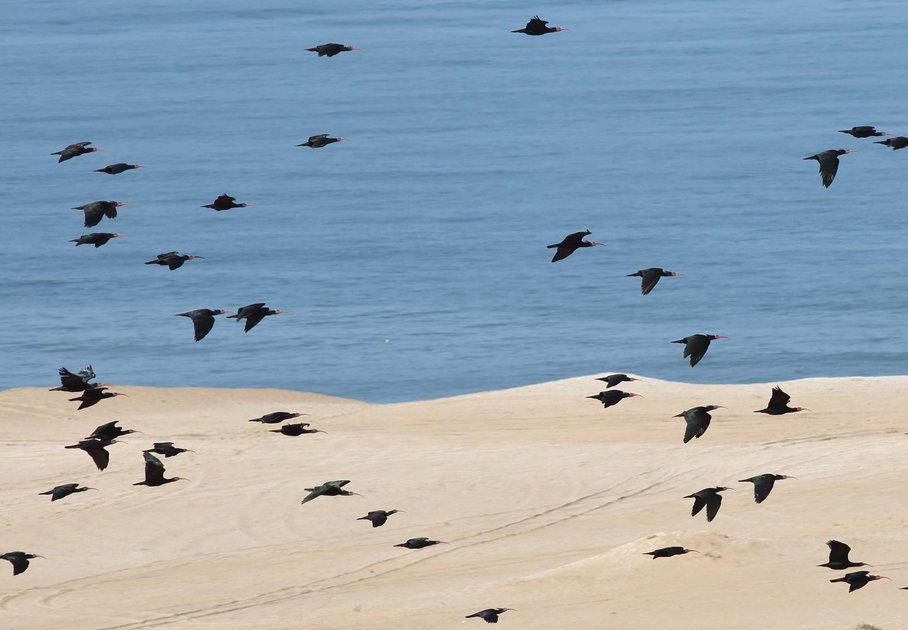 Waldrappe im Flug/bald ibises in flight - Foto Christian Pirkl