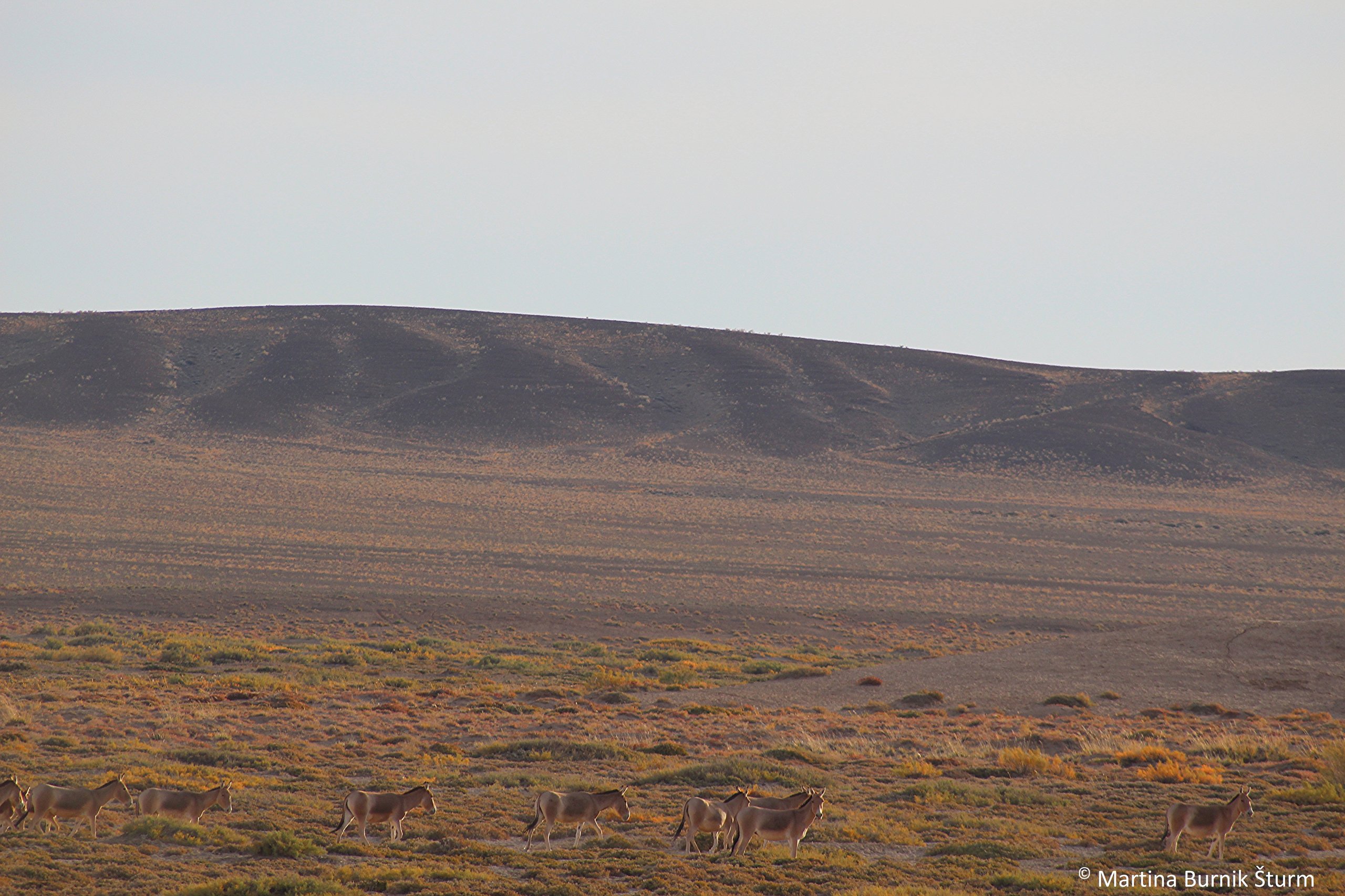 Foto zeigt asiatische Wildesel