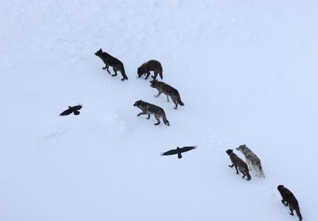 Zwei Raben fliegen &uuml;ber einem Wolfsrudel im Yellowstone-Nationalpark. Diese Art der Verfolgung &uuml;ber kurze Distanzen ist h&auml;ufig, w&auml;hrend eine l&auml;ngere Verfolgung &auml;u&szlig;erst selten ist.