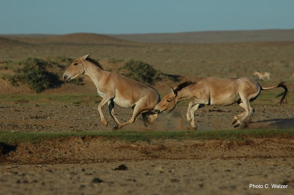 Photo of fighting wild asses