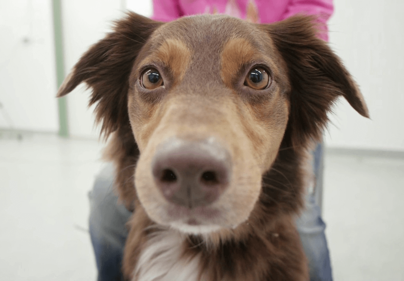 Ein Hundeportrait als Startbildschirm für das Clever Dog Lab Image Video