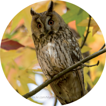 long-eared owl © Flickr.com/Martha de Jong-Lantink