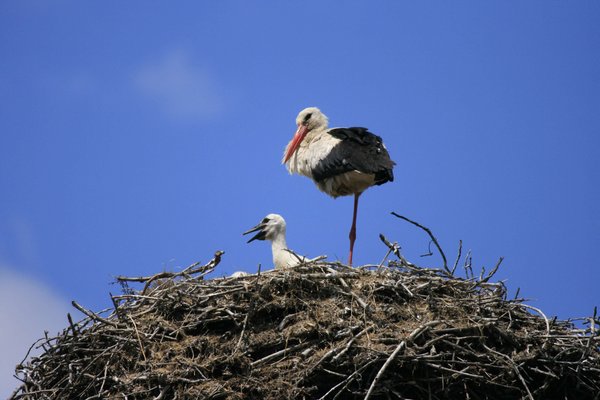 Weißstorch mit Jungem auf dem Nest
