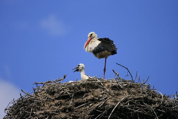 White stork with young in the nest