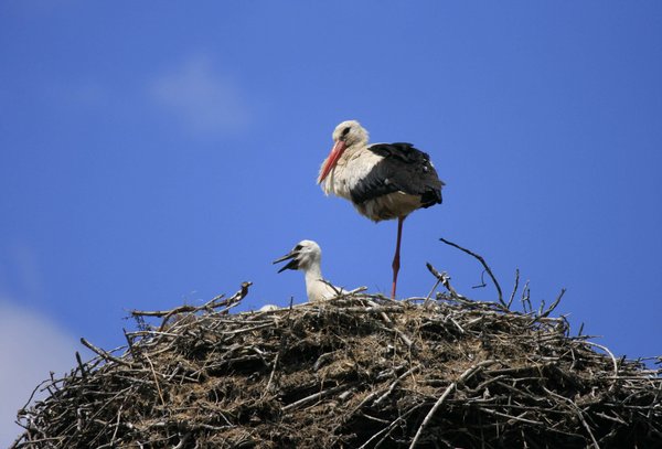 Weißstorch mit Jungem auf dem Nest