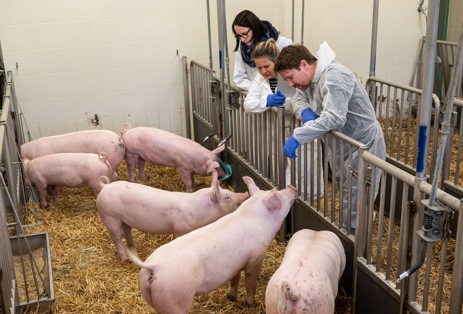 Auch wenn Tobias Käser meist im Labor arbeitet, schaut er gerne mit Andrea Ladinig (l.) und Christine Unterweger (r.) von der Uniklinik für Schweine bei den Tieren vorbei. Foto: Michael Bernkopf/Vetmeduni