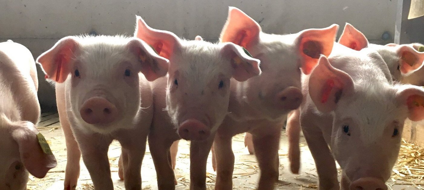 Ferkel im Stall
