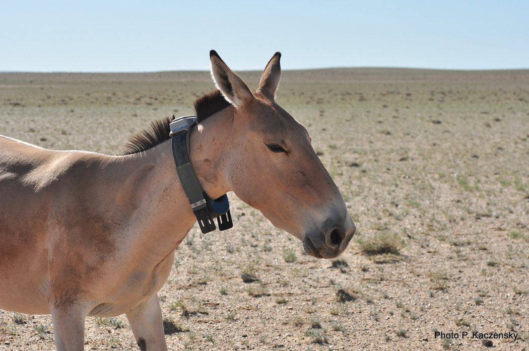 Photo of newly collared khulan 2