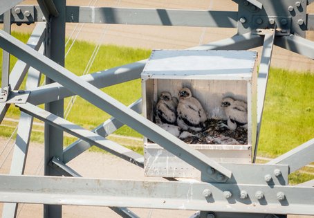Falken-Babys in APG-Nisthilfe