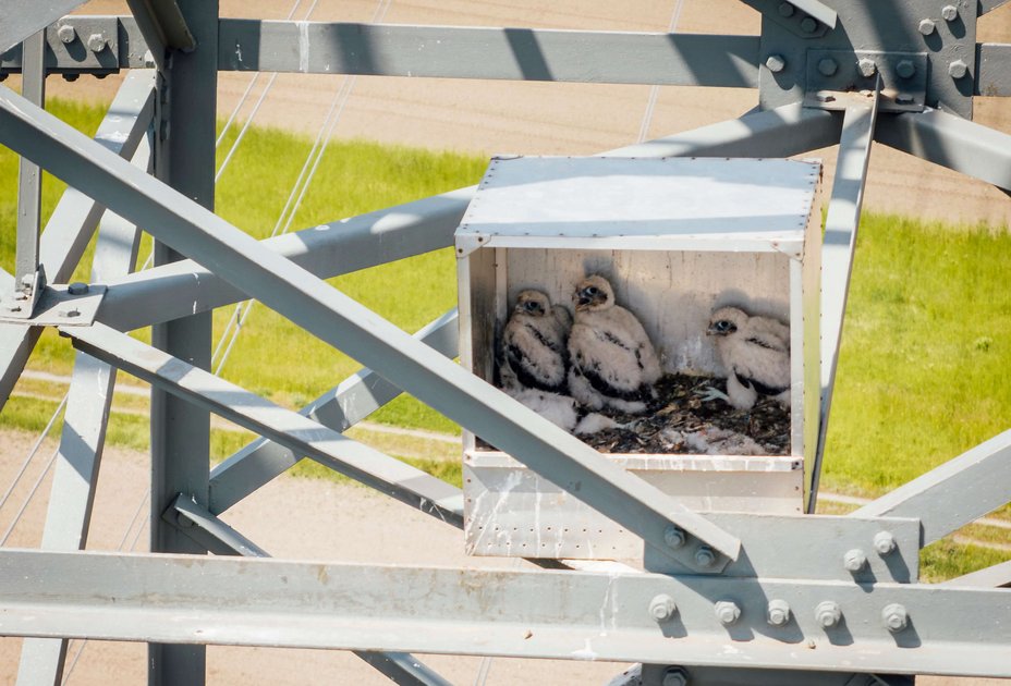 Falken-Babys in APG-Nisthilfe Falken-Babys in APG-Nisthilfe