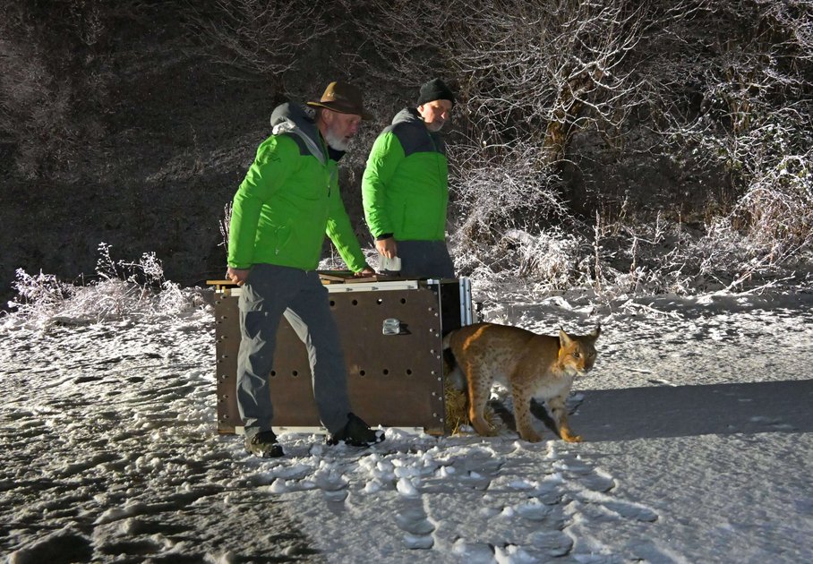 Luchs Norik bei der Auswilderung durch Ranger Hermann Jansesberger (links) und Nationalparkdirektor Volkhard Maier (rechts)/Lynx Norik being released into the wild by ranger Hermann Jansesberger (left) and national park director Volkhard Maier (right) 