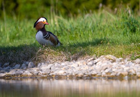 Mandarinente (Aix galericulata)