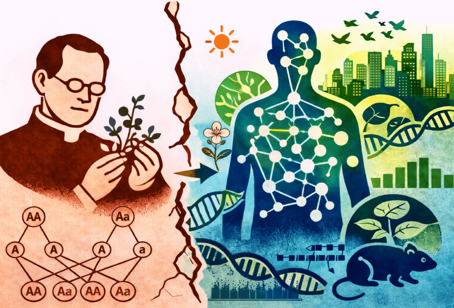 Vom einfachen Mendelschen Vererbungsmodell zur komplexen Realit&auml;t: Viele Merkmale entstehen aus dem Zusammenspiel zahlreicher Gene &ndash; und werden zus&auml;tzlich durch Umwelt und genetischen Hintergrund gepr&auml;gt.