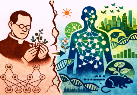 Vom einfachen Mendelschen Vererbungsmodell zur komplexen Realit&auml;t: Viele Merkmale entstehen aus dem Zusammenspiel zahlreicher Gene &ndash; und werden zus&auml;tzlich durch Umwelt und genetischen Hintergrund gepr&auml;gt.