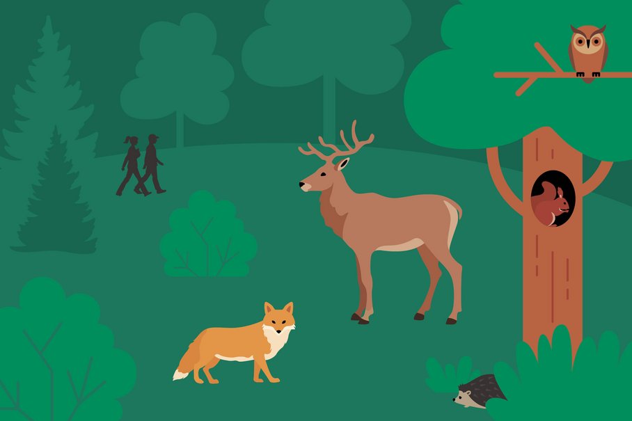 Illustration Wald, Zum Veranstaltungsrückblick