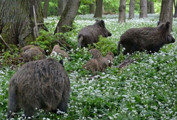 Wildschweine im Wald (Foto Manuela Habe/FIWI)