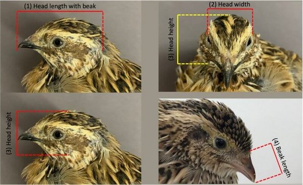 4 Fotos vom Kopf von Wachteln mit eingezeichneten Messlinien für Kopf und Schnabel/four photos of heads of quails with measures of head size and beak length