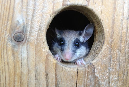 Foto von einem Gartenschläfer in Nestbox