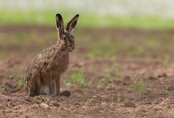 Brown hare on brown farmland