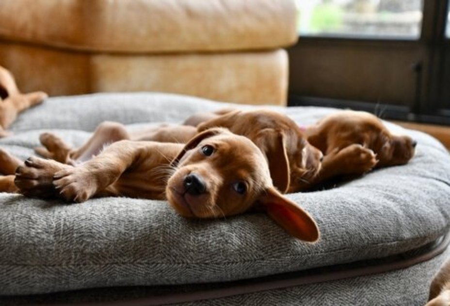 Hundewelpen in Körbchen Hundewelpen in Körbchen