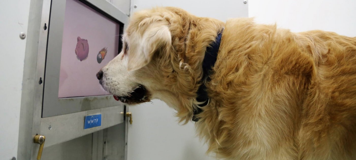 Der Hund Mago bei einer Studie mit einem Touch Screen