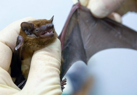 Jemand h&auml;lt eine Fledermaus in H&auml;nden zur Untersuchung