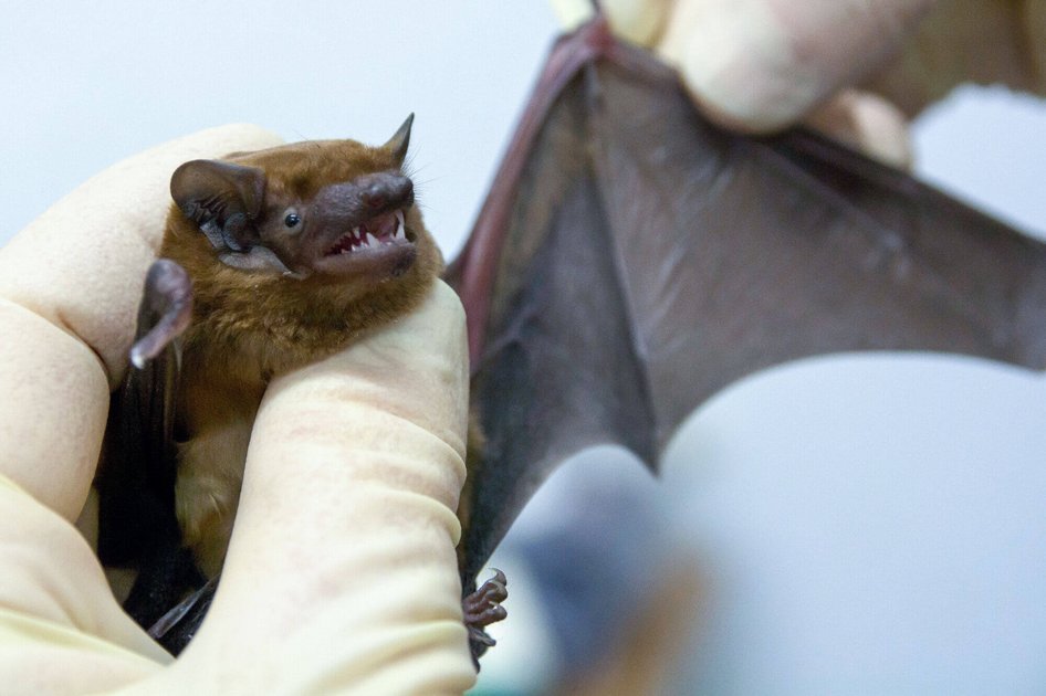 Jemand h&auml;lt eine Fledermaus in H&auml;nden zur Untersuchung