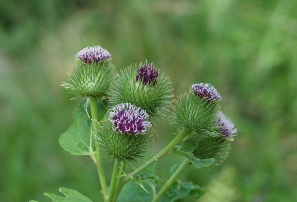 Große Klette