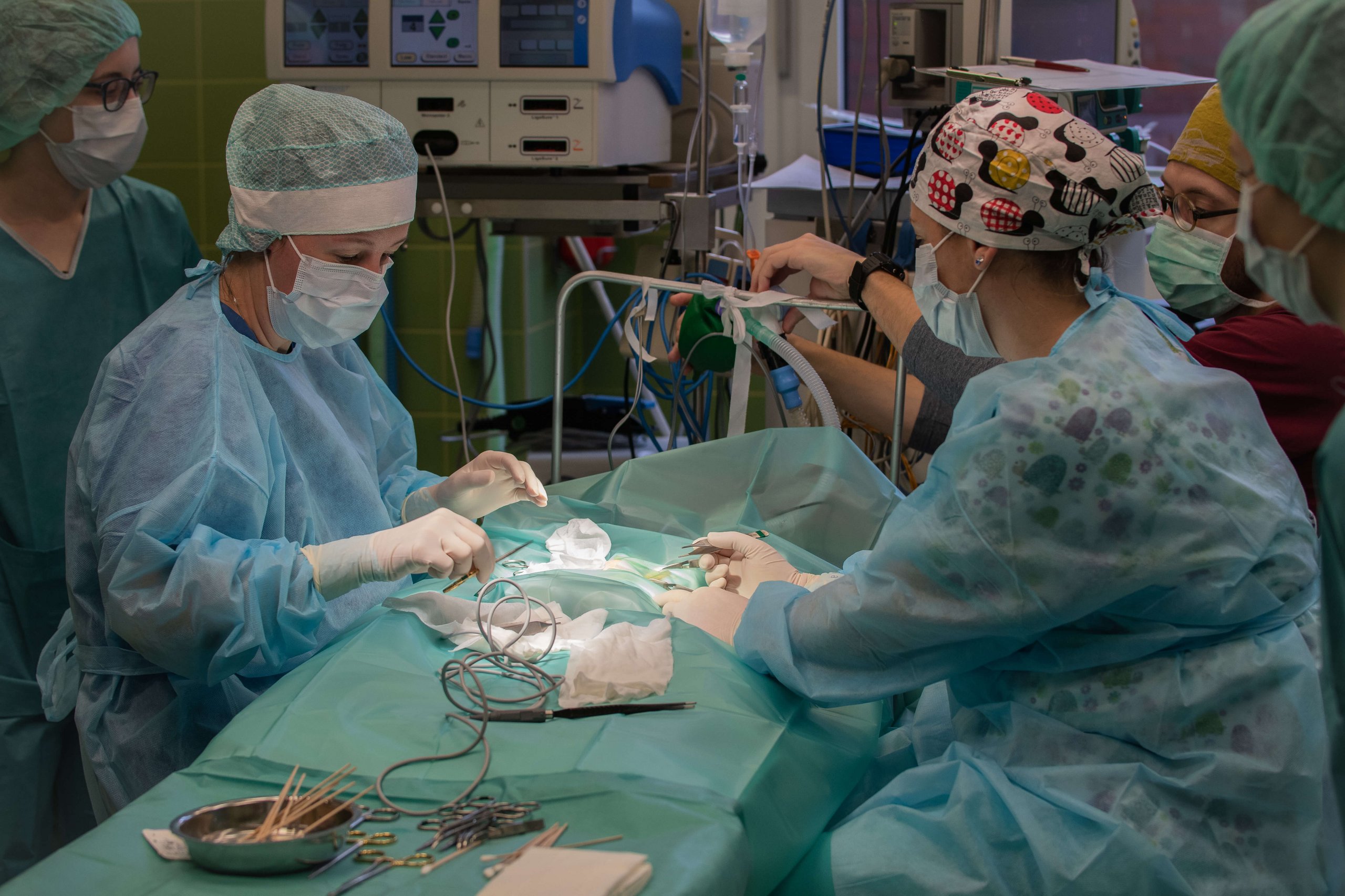 Fingerspitzengefühl: Vorsichtig entfernen Silvana Schmidt-Ukaj und Martina Konecny die pathologischen Eier inklusive Eierstöcke und Eileiter. Foto: Michael Bernkopf/Vetmeduni 