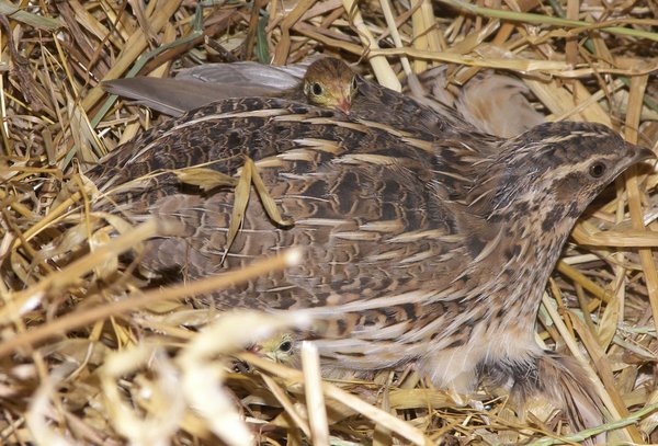 quail mother with chick