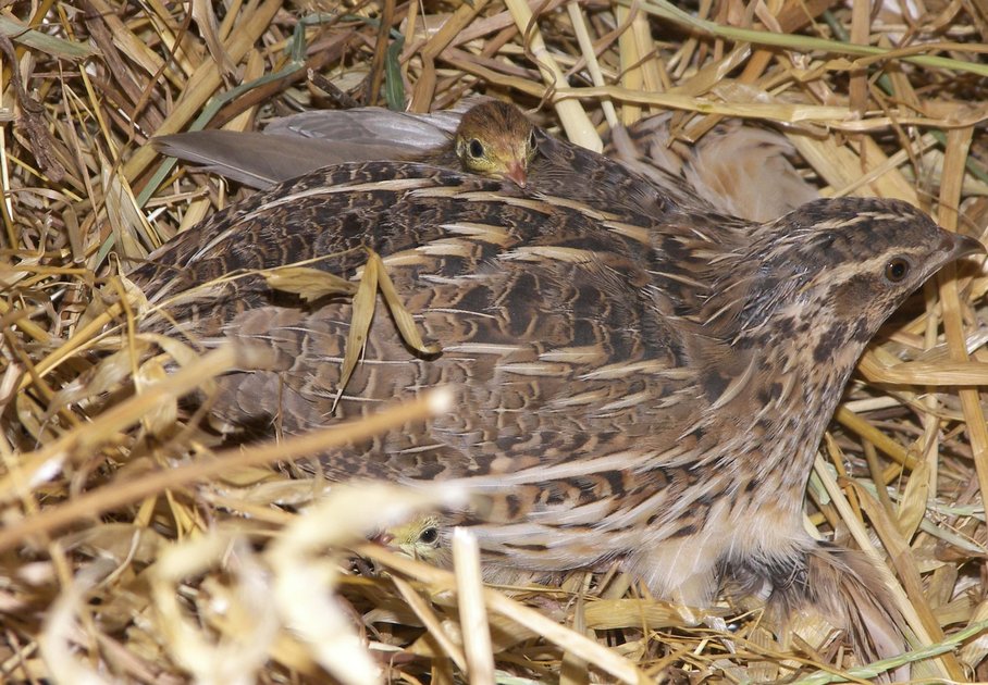 Wachtelmutter mit Küken im Stroh/quail mother with chick in the straw