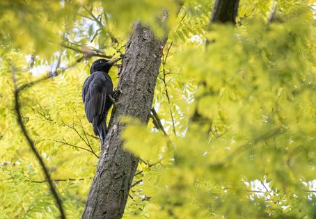 Schwarzspecht (Dryocopus martius)