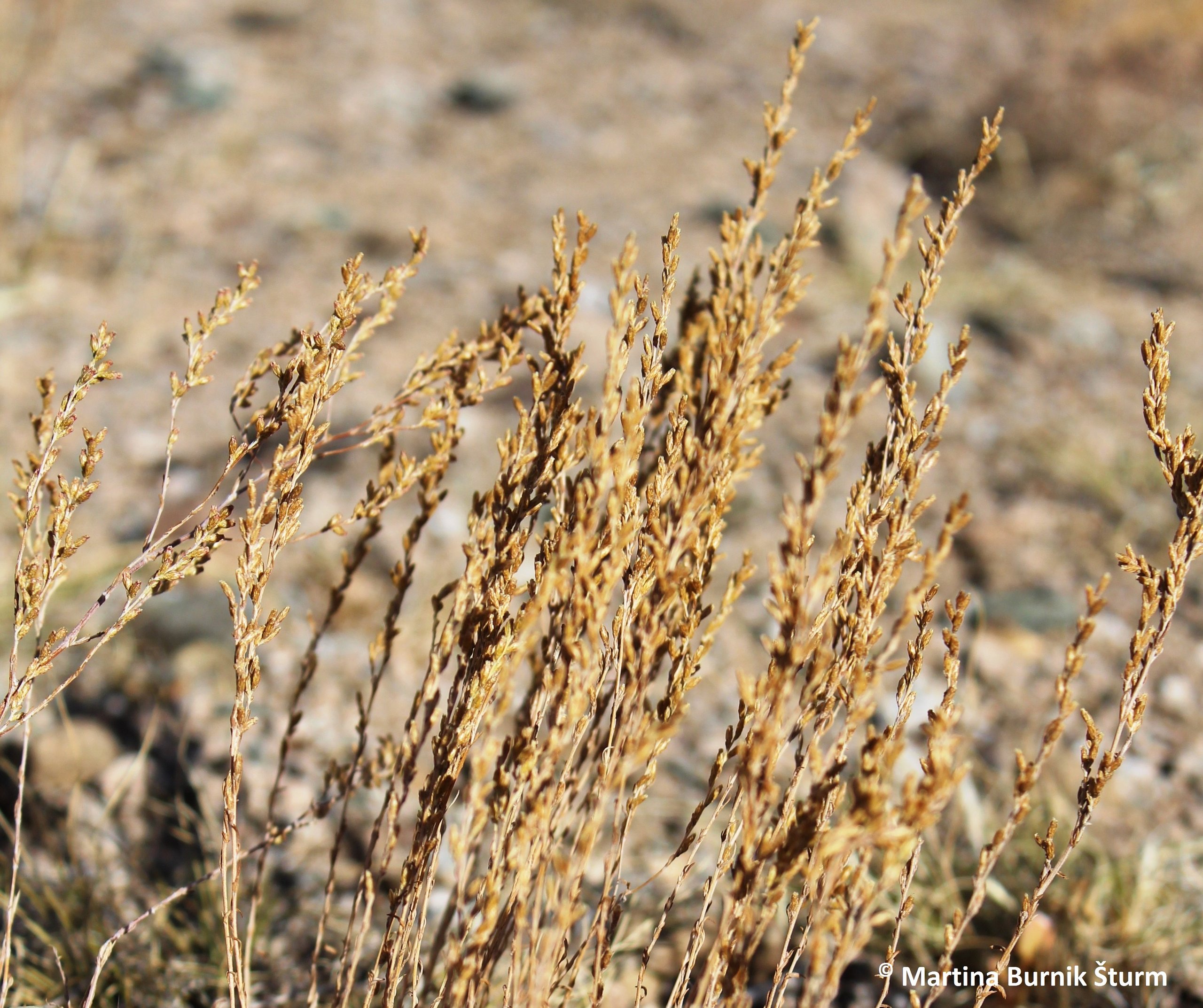 Foto zeigt trockene Artemisia sp.