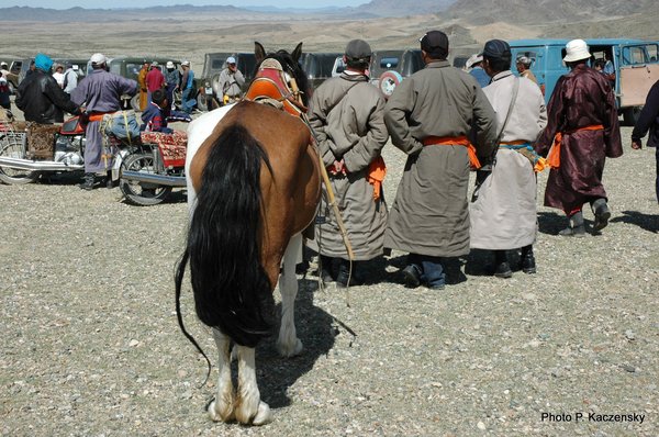 Photo of Mongolian riding horse´s tail