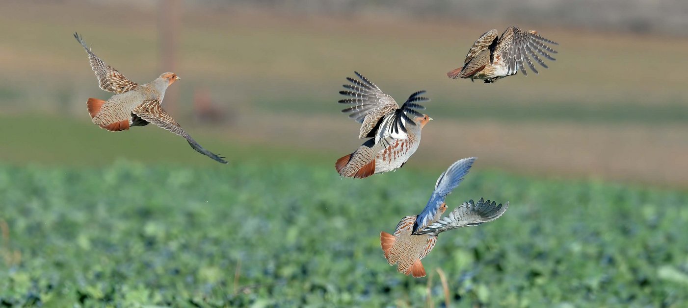 4 Rebhühner (Perdix perdix) fliegen von einer Wiese auf