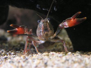 Junger Signalkrebs im Aquarium