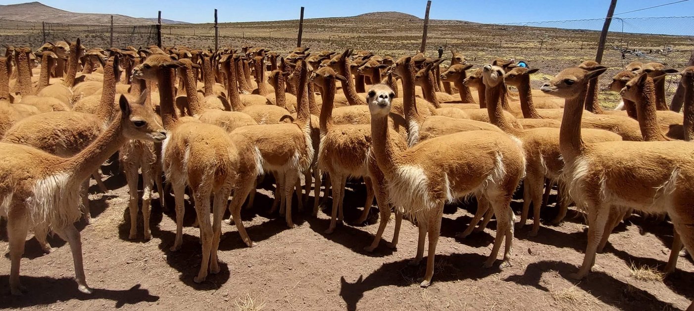 Herde von Vicuñas in der Steppe