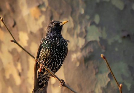 Star (Sturnus vulgaris)