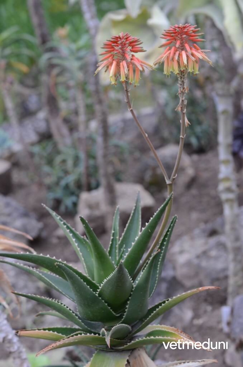 Kap Aloe, Bitterschopf