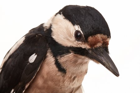 great spotted woodpecker female